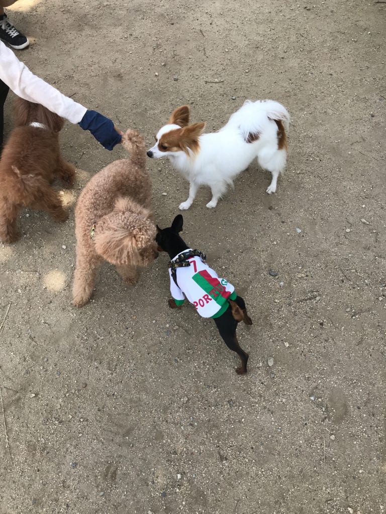 犬達の群がった写真