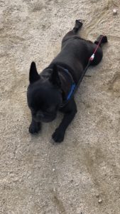 べた寝しただいごろう