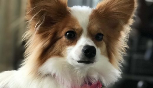 下のソーシャルリンクからフォロー