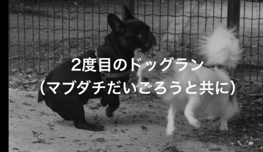 2度目のドッグラン（マブダチだいごろうと共に）